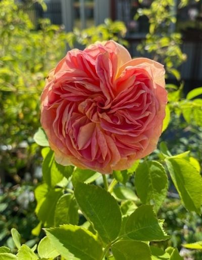 Rosens dag. Världens mest älskade blommor. En symbol för liv, skönhet, minne men framförallt en symbol för kärlek.